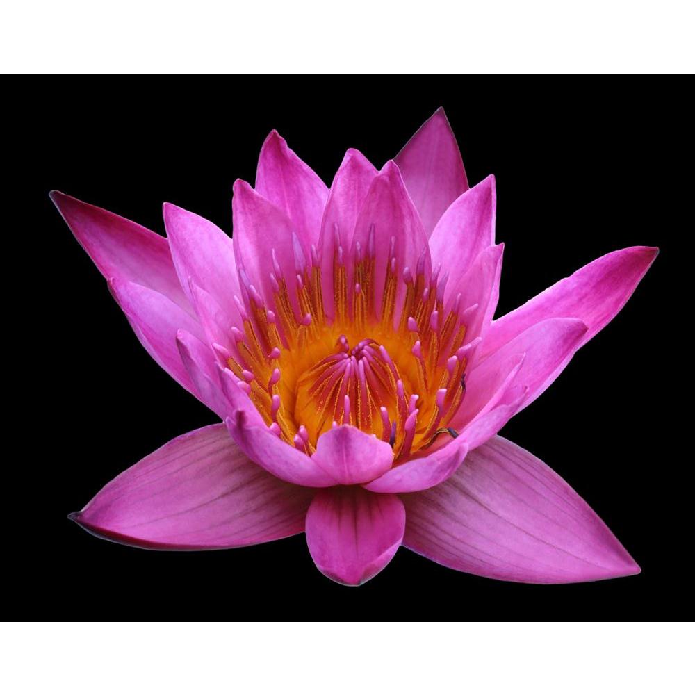 Pitaara Box Pink Lotus Flower Canvas Painting Synthetic Frame-Paintings MDF Framing-PBART54939653AFF_FR_L-Image Code 5005653 Vishnu Image Folio Pvt Ltd, IC 5005653, Pitaara Box, Paintings MDF Framing, Floral, Photography, pink, lotus, flower, canvas, painting, synthetic, frame, black, background, outdoor, closeup, blooming, aquatic, natural, park, tropical, green, spring, petal, yellow, leaf, botanical, botanic, waterlily, pond, summer, blossom, bloom, violet, macro, pollen, zen, flora, close, garden, color