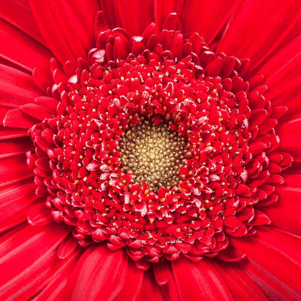 Yellow Center Of Red Gerbera Bloom Close Up Canvas Painting Synthetic Frame-Paintings MDF Framing-AFF_FR-IC 5005688 IC 5005688, Botanical, Floral, Flowers, Nature, Scenic, yellow, center, of, red, gerbera, bloom, close, up, canvas, painting, synthetic, frame, aster, background, blossom, daisy, flower, fresh, head, natural, petal, plant, square, stamen, texture, artzfolio, wall decor for living room, wall frames for living room, frames for living room, wall art, canvas painting, wall frame, scenery, panting,