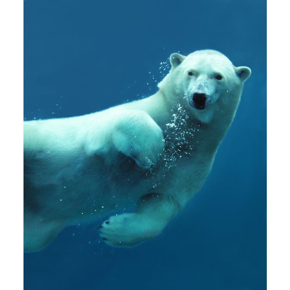 ArtzFolio Close Up Of A Swimming Polar Bear Underwater Unframed Premium Canvas Painting-Paintings Unframed Premium-AZ5005697ART_UN_RF_R-0-Image Code 5005697 Vishnu Image Folio Pvt Ltd, IC 5005697, ArtzFolio, Paintings Unframed Premium, Animals, Photography, close, up, of, a, swimming, polar, bear, underwater, unframed, premium, canvas, painting, large, size, print, wall, for, living, room, without, frame, decorative, poster, art, pitaara, box, drawing, amazonbasics, big, kids, designer, office, reception, r