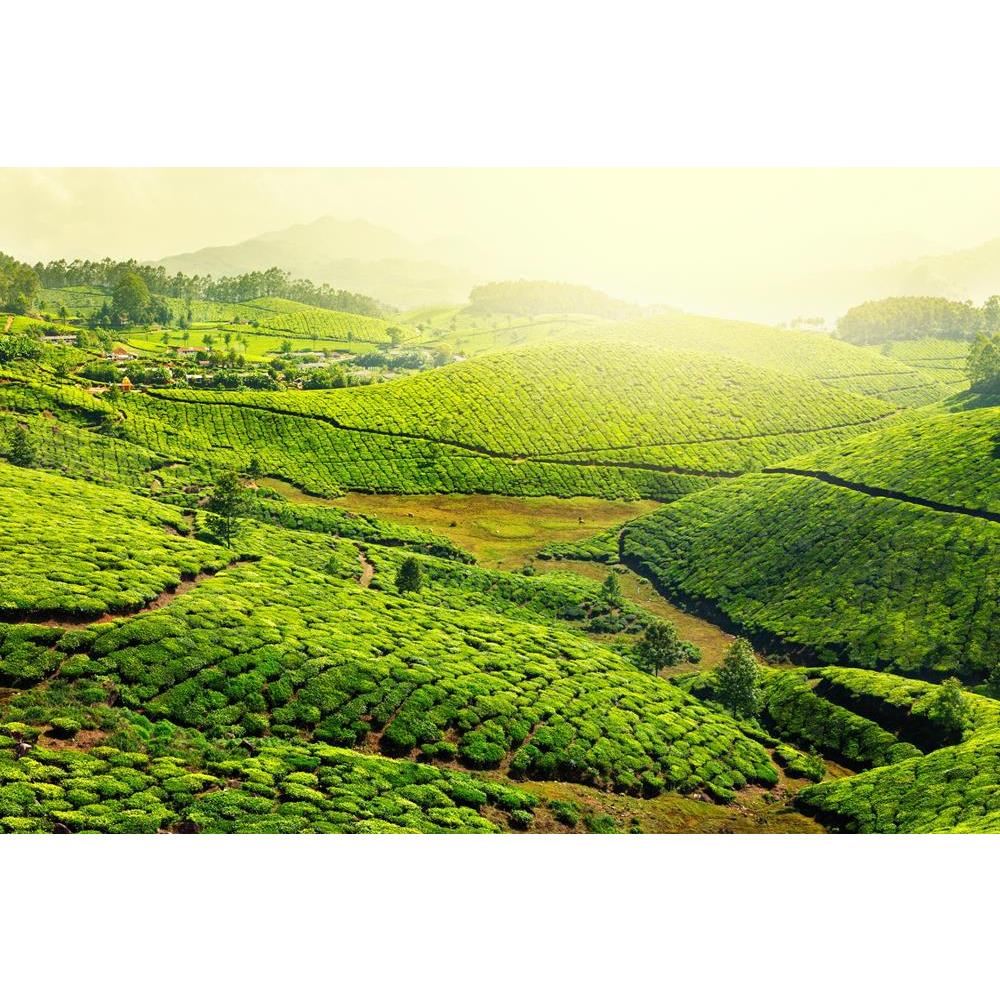 ArtzFolio Image of Tea Plantations, Munnar, Kerala India Canvas Painting-Paintings MDF Framing-AZ5005734ART_UN_RF_R-0-Image Code 5005734 Vishnu Image Folio Pvt Ltd, IC 5005734, ArtzFolio, Paintings MDF Framing, Landscapes, Photography, image, of, tea, plantations, munnar, kerala, india, canvas, painting, framed, print, wall, for, living, room, with, frame, poster, pitaara, box, large, size, drawing, art, split, big, office, reception, kids, panel, designer, decorative, amazonbasics, reprint, small, bedroom,