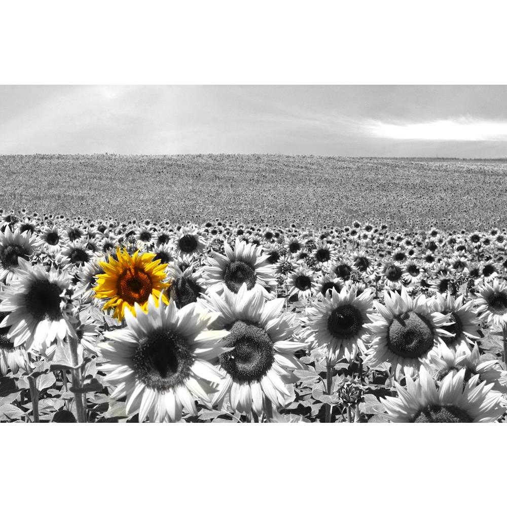 ArtzFolio Sunflower Field Canvas Painting-Paintings MDF Framing-AZ5005747ART_UN_RF_R-0-Image Code 5005747 Vishnu Image Folio Pvt Ltd, IC 5005747, ArtzFolio, Paintings MDF Framing, Floral, Photography, sunflower, field, canvas, painting, framed, print, wall, for, living, room, with, frame, poster, pitaara, box, large, size, drawing, art, split, big, office, reception, of, kids, panel, designer, decorative, amazonbasics, reprint, small, bedroom, on, scenery, agriculture, background, beautiful, blossom, blue, 