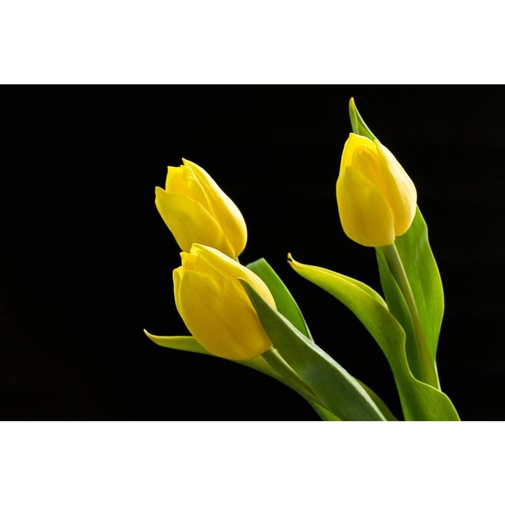 ArtzFolio Beautiful Yellow Tulips On A Black Background Unframed Premium Canvas Painting-Paintings Unframed Premium-AZ5005770ART_UN_RF_R-0-Image Code 5005770 Vishnu Image Folio Pvt Ltd, IC 5005770, ArtzFolio, Paintings Unframed Premium, Floral, Photography, beautiful, yellow, tulips, on, a, black, background, unframed, premium, canvas, painting, large, size, print, wall, for, living, room, without, frame, decorative, poster, art, pitaara, box, drawing, amazonbasics, big, kids, designer, office, reception, r