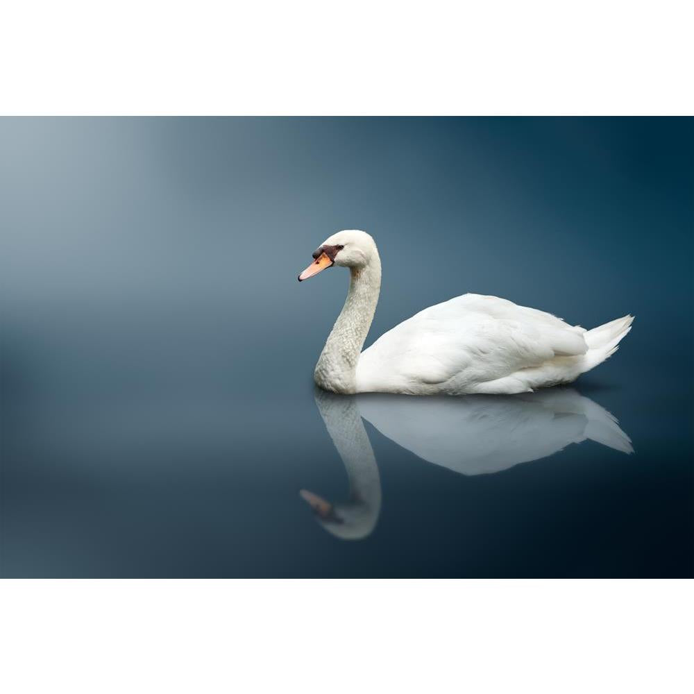ArtzFolio Mute Swan (Cygnus Olor) Peel & Stick Vinyl Wall Sticker-Laminated Wall Stickers-AZ5005775ART_UN_RF_R-0-Image Code 5005775 Vishnu Image Folio Pvt Ltd, IC 5005775, ArtzFolio, Laminated Wall Stickers, Birds, Photography, mute, swan, (cygnus, olor), peel, stick, vinyl, wall, sticker, for, bedroom, large, size, decal, drawing, room, living, decorative, big, waterproof, home, office, reception, pitaara, box, designer, prints, kids, pvc, amazonbasics, washable, abstract, self, adhesive, imported, small, 