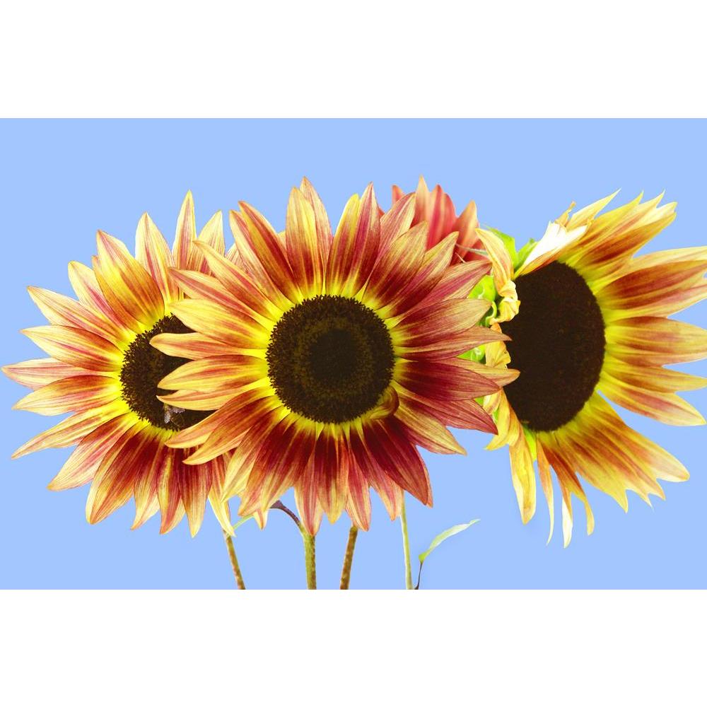 ArtzFolio Three Red Yellow Sunflowers On Blue Unframed Premium Canvas Painting-Paintings Unframed Premium-AZ5005780ART_UN_RF_R-0-Image Code 5005780 Vishnu Image Folio Pvt Ltd, IC 5005780, ArtzFolio, Paintings Unframed Premium, Floral, Photography, three, red, yellow, sunflowers, on, blue, unframed, premium, canvas, painting, large, size, print, wall, for, living, room, without, frame, decorative, poster, art, pitaara, box, drawing, amazonbasics, big, kids, designer, office, reception, reprint, bedroom, pane