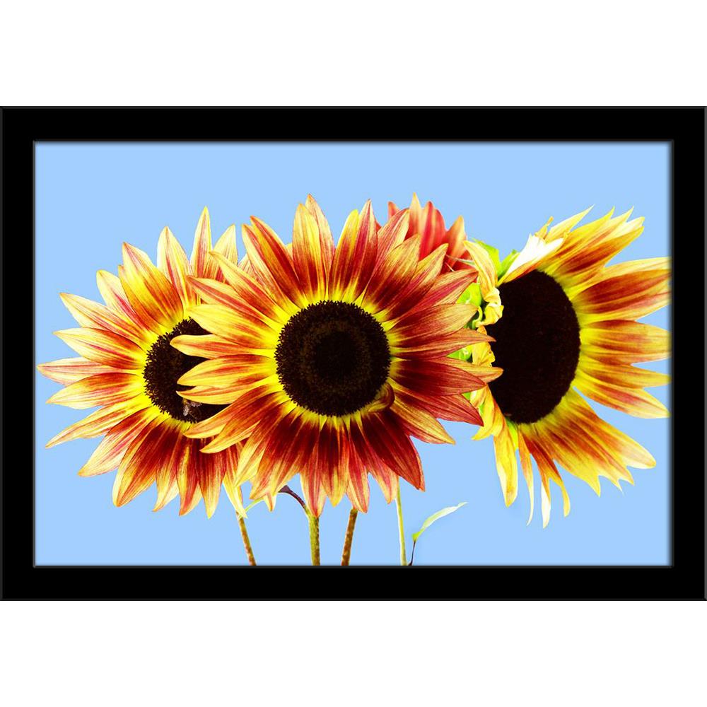 Three Red & Yellow Sunflowers On Blue Painting Poster Frame-Regular Art Framed-REG_FR-IC 5005780 IC 5005780, Animals, Birds, Botanical, Conceptual, Culture, Ethnic, Floral, Flowers, Landscapes, Love, Nature, Patterns, Romance, Scenic, Seasons, Traditional, Tribal, Wildlife, World Culture, three, red, yellow, sunflowers, on, blue, painting, poster, frame, agriculture, aromatic, august, background, beauty, bees, blooms, blossoming, blossoms, skies, bouquets, bugs, butterflies, celebrations, closeup, colored, 