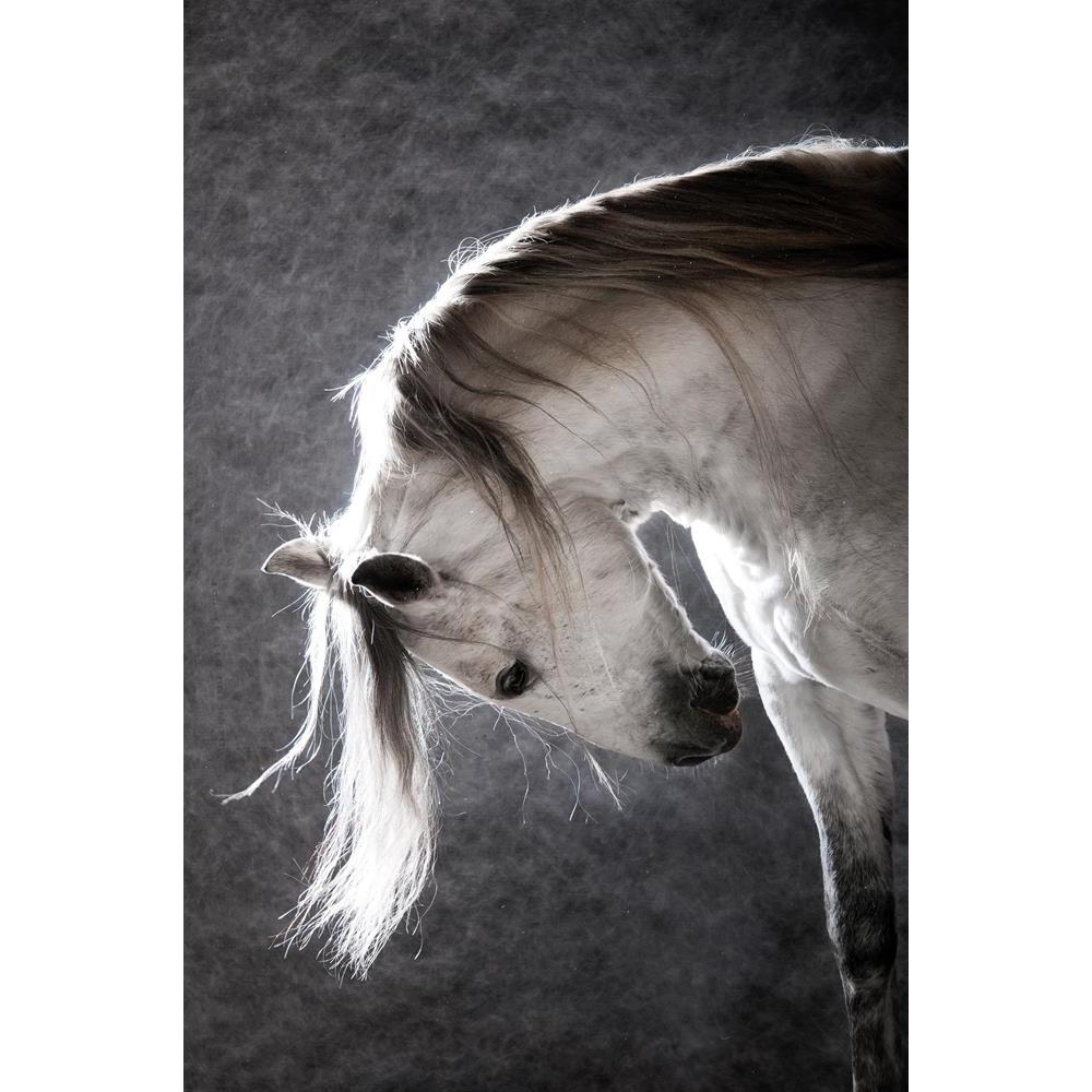 ArtzFolio White Andalusian Horse on a Dark Background Unframed Premium Canvas Painting-Paintings Unframed Premium-AZ5005781ART_UN_RF_R-0-Image Code 5005781 Vishnu Image Folio Pvt Ltd, IC 5005781, ArtzFolio, Paintings Unframed Premium, Animals, Photography, white, andalusian, horse, on, a, dark, background, unframed, premium, canvas, painting, large, size, print, wall, for, living, room, without, frame, decorative, poster, art, pitaara, box, drawing, amazonbasics, big, kids, designer, office, reception, repr
