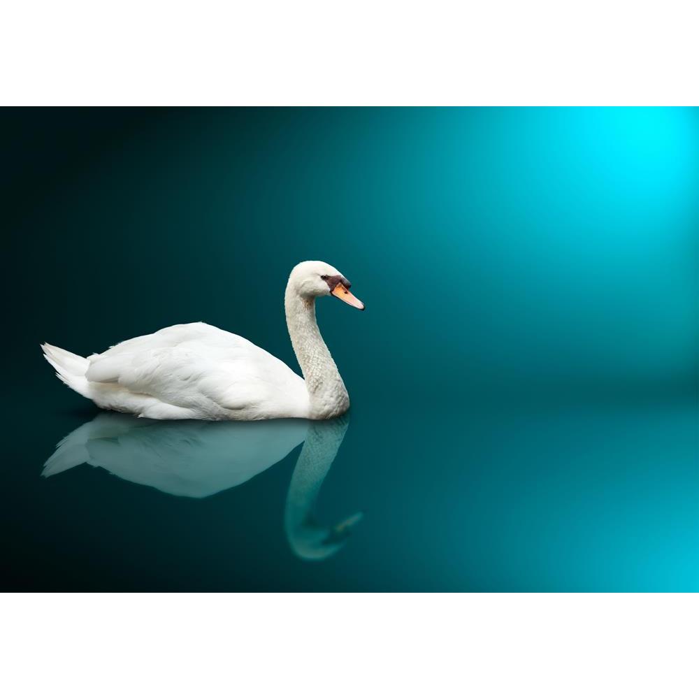 ArtzFolio Mute Swan Cygnus Olor Canvas Painting-Paintings MDF Framing-AZ5005787ART_UN_RF_R-0-Image Code 5005787 Vishnu Image Folio Pvt Ltd, IC 5005787, ArtzFolio, Paintings MDF Framing, Birds, Photography, mute, swan, cygnus, olor, canvas, painting, framed, print, wall, for, living, room, with, frame, poster, pitaara, box, large, size, drawing, art, split, big, office, reception, of, kids, panel, designer, decorative, amazonbasics, reprint, small, bedroom, on, scenery, animal, animals, avain, aves, beautifu