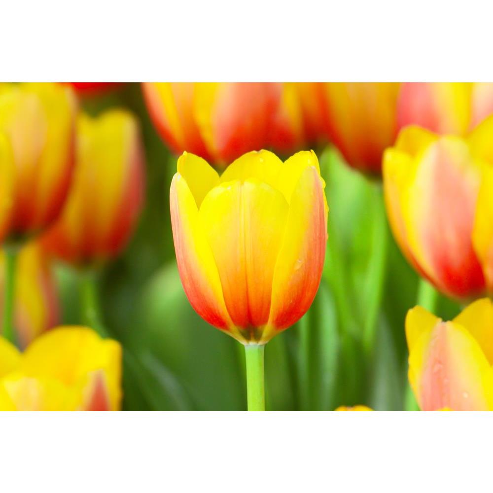 ArtzFolio Photo of Tulips With a Drop Of Water Unframed Premium Canvas Painting-Paintings Unframed Premium-AZ5005790ART_UN_RF_R-0-Image Code 5005790 Vishnu Image Folio Pvt Ltd, IC 5005790, ArtzFolio, Paintings Unframed Premium, Floral, Photography, photo, of, tulips, with, a, drop, water, unframed, premium, canvas, painting, large, size, print, wall, for, living, room, without, frame, decorative, poster, art, pitaara, box, drawing, amazonbasics, big, kids, designer, office, reception, reprint, bedroom, pane
