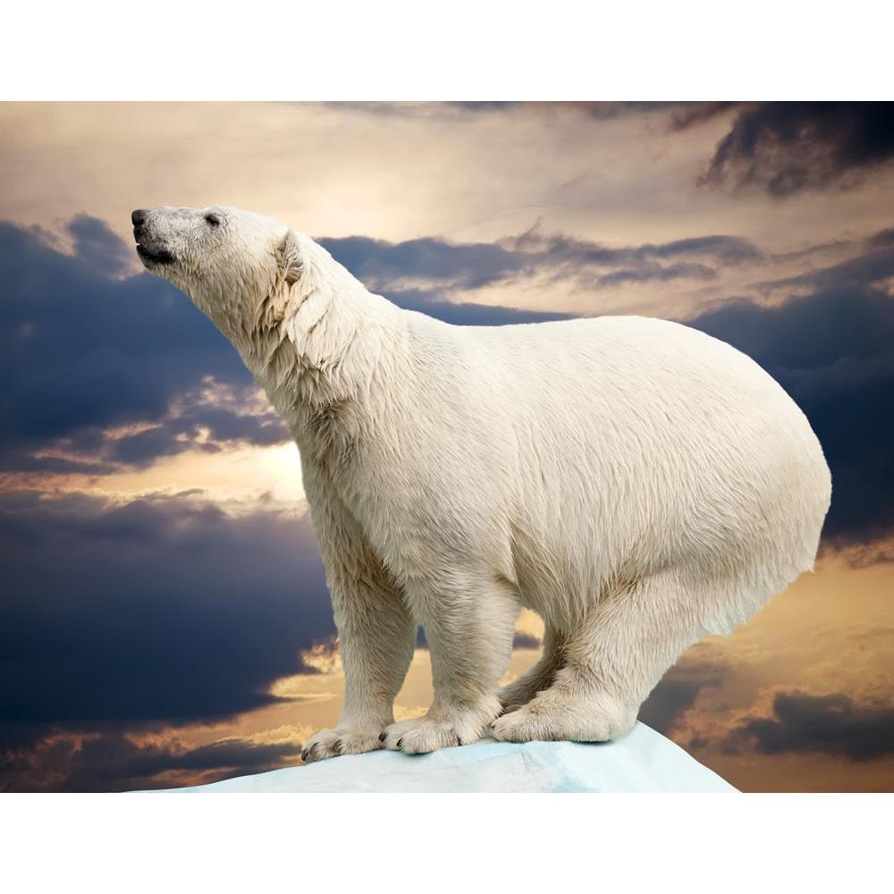 ArtzFolio Polar Bear In Wildness Area Against Sunset Unframed Premium Canvas Painting-Paintings Unframed Premium-AZ5005794ART_UN_RF_R-0-Image Code 5005794 Vishnu Image Folio Pvt Ltd, IC 5005794, ArtzFolio, Paintings Unframed Premium, Animals, Photography, polar, bear, in, wildness, area, against, sunset, unframed, premium, canvas, painting, large, size, print, wall, for, living, room, without, frame, decorative, poster, art, pitaara, box, drawing, amazonbasics, big, kids, designer, office, reception, reprin