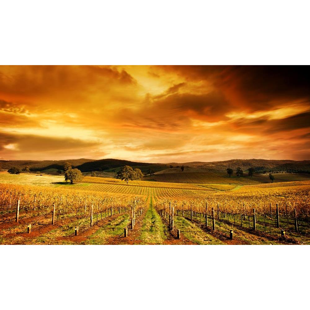 ArtzFolio Sunset Over An Autumn Vineyard In South Australia Peel & Stick Vinyl Wall Sticker-Laminated Wall Stickers-AZ5005808ART_UN_RF_R-0-Image Code 5005808 Vishnu Image Folio Pvt Ltd, IC 5005808, ArtzFolio, Laminated Wall Stickers, Landscapes, Places, Photography, sunset, over, an, autumn, vineyard, in, south, australia, peel, stick, vinyl, wall, sticker, for, bedroom, large, size, decal, drawing, room, living, decorative, big, waterproof, home, office, reception, pitaara, box, designer, prints, kids, pvc