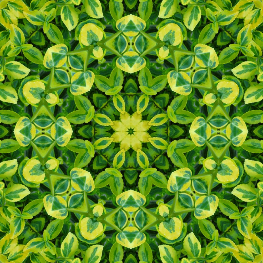 ArtzFolio Green Mandala Flower Unframed Premium Canvas Painting-Paintings Unframed Premium-AZ5005825ART_UN_RF_R-0-Image Code 5005825 Vishnu Image Folio Pvt Ltd, IC 5005825, ArtzFolio, Paintings Unframed Premium, Abstract, Traditional, Digital Art, green, mandala, flower, unframed, premium, canvas, painting, large, size, print, wall, for, living, room, without, frame, decorative, poster, art, pitaara, box, drawing, photography, amazonbasics, big, kids, designer, office, reception, reprint, bedroom, panel, pa