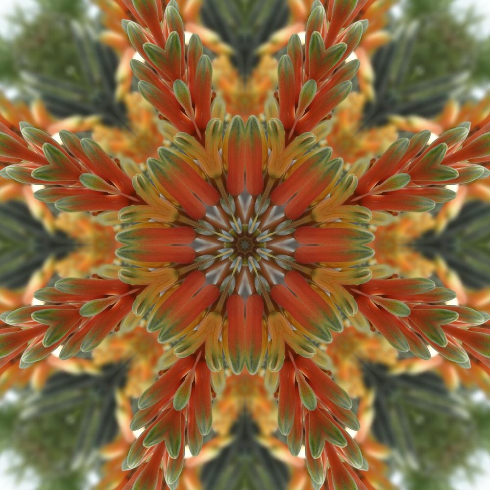 ArtzFolio Bright Floral Mandala Canvas Painting-Paintings MDF Framing-AZ5005832ART_UN_RF_R-0-Image Code 5005832 Vishnu Image Folio Pvt Ltd, IC 5005832, ArtzFolio, Paintings MDF Framing, Abstract, Traditional, Digital Art, bright, floral, mandala, canvas, painting, framed, print, wall, for, living, room, with, frame, poster, pitaara, box, large, size, drawing, art, split, big, office, reception, photography, of, kids, panel, designer, decorative, amazonbasics, reprint, small, bedroom, on, scenery, flower, or