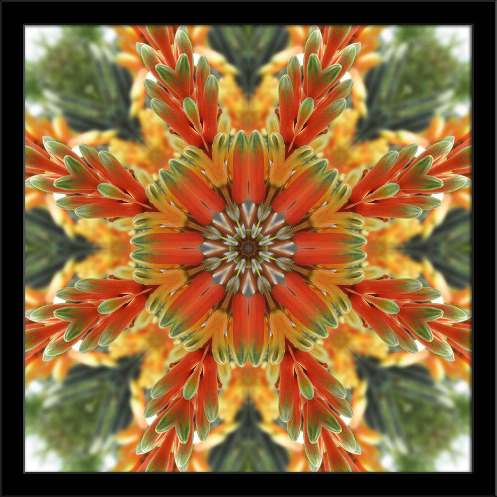 Bright Floral Mandala Painting Poster Frame-Regular Art Framed-REG_FR-IC 5005832 IC 5005832, Abstract Expressionism, Abstracts, Art and Paintings, Black and White, Botanical, Circle, Digital, Digital Art, Floral, Flowers, Geometric, Geometric Abstraction, Graphic, Icons, Illustrations, Mandala, Modern Art, Nature, Semi Abstract, White, bright, painting, poster, frame, kaleidoscope, mandalas, abstract, art, artistic, backdrop, background, center, circular, concentric, curve, decor, decoration, flower, green,