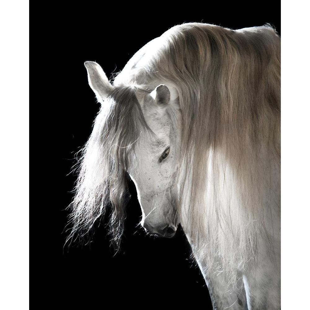 ArtzFolio White Andalusian Horse On The Black Background Unframed Premium Canvas Painting-Paintings Unframed Premium-AZ5005834ART_UN_RF_R-0-Image Code 5005834 Vishnu Image Folio Pvt Ltd, IC 5005834, ArtzFolio, Paintings Unframed Premium, Animals, Photography, white, andalusian, horse, on, the, black, background, unframed, premium, canvas, painting, large, size, print, wall, for, living, room, without, frame, decorative, poster, art, pitaara, box, drawing, amazonbasics, big, kids, designer, office, reception