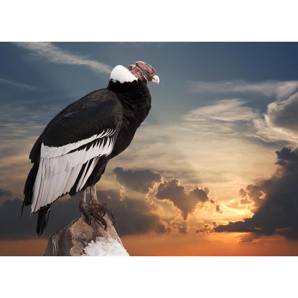 ArtzFolio Andean Condor Sitting On Rock Canvas Painting-Paintings MDF Framing-AZ5005872ART_UN_RF_R-0-Image Code 5005872 Vishnu Image Folio Pvt Ltd, IC 5005872, ArtzFolio, Paintings MDF Framing, Birds, Photography, andean, condor, sitting, on, rock, canvas, painting, framed, print, wall, for, living, room, with, frame, poster, pitaara, box, large, size, drawing, art, split, big, office, reception, of, kids, panel, designer, decorative, amazonbasics, reprint, small, bedroom, scenery, vultur, gryphus, vulture,
