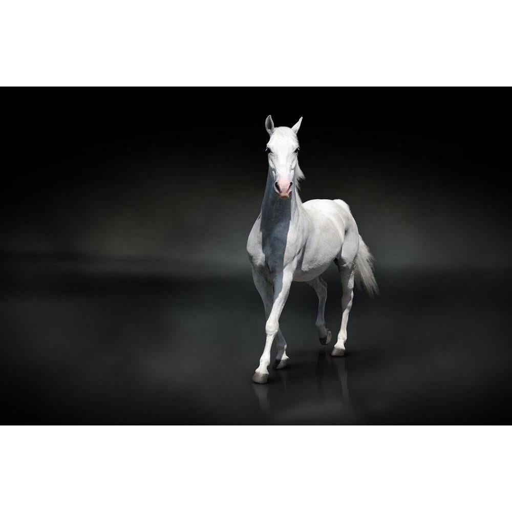 ArtzFolio White Horse Isolated On Black Canvas Painting-Paintings MDF Framing-AZ5005881ART_UN_RF_R-0-Image Code 5005881 Vishnu Image Folio Pvt Ltd, IC 5005881, ArtzFolio, Paintings MDF Framing, Animals, Photography, white, horse, isolated, on, black, canvas, painting, framed, print, wall, for, living, room, with, frame, poster, pitaara, box, large, size, drawing, art, split, big, office, reception, of, kids, panel, designer, decorative, amazonbasics, reprint, small, bedroom, scenery, abstract, animal, arab,