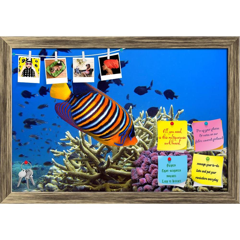 ArtzFolio Angel Fish Pygoplites Diacanthus Printed Bulletin Board Notice Pin Board Soft Board | Framed-Bulletin Boards Framed-AZ5005885BLB_FR_RF_R-0-Image Code 5005885 Vishnu Image Folio Pvt Ltd, IC 5005885, ArtzFolio, Bulletin Boards Framed, Animals, Photography, angel, fish, pygoplites, diacanthus, printed, bulletin, board, notice, pin, soft, framed, aquarium, aquatic, beach, beauty, bright, climate, coral, deep, exotic, fins, fishes, hawaii, islands, nautical, ocean, pattern, reef, sea, striped, travel, 