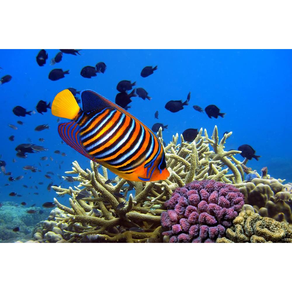 ArtzFolio Angel Fish Pygoplites Diacanthus Unframed Premium Canvas Painting-Paintings Unframed Premium-AZ5005885ART_UN_RF_R-0-Image Code 5005885 Vishnu Image Folio Pvt Ltd, IC 5005885, ArtzFolio, Paintings Unframed Premium, Animals, Photography, angel, fish, pygoplites, diacanthus, unframed, premium, canvas, painting, large, size, print, wall, for, living, room, without, frame, decorative, poster, art, pitaara, box, drawing, amazonbasics, big, kids, designer, office, reception, reprint, bedroom, panel, pane