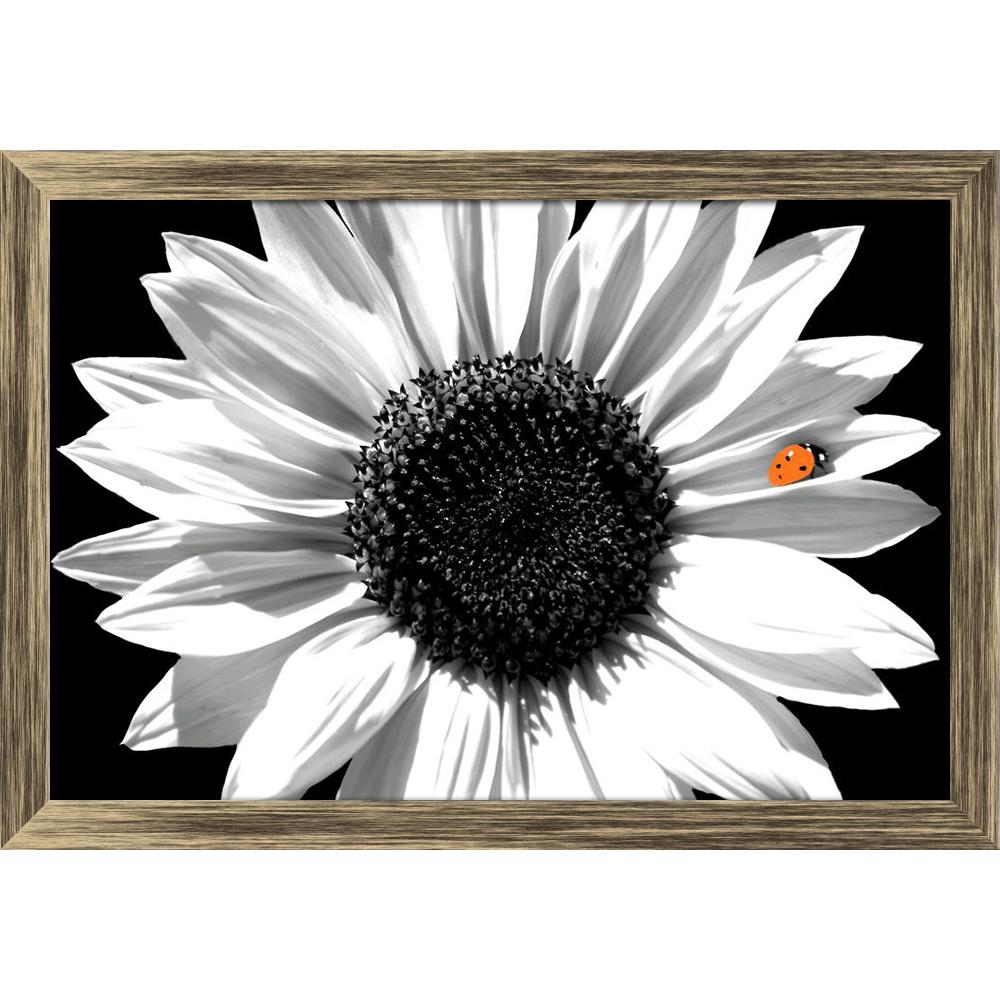 ArtzFolio Black White Photo of Sunflower With Red Ladybug Canvas Painting-Paintings Wooden Framing-AZ5005887ART_FR_RF_R-0-Image Code 5005887 Vishnu Image Folio Pvt Ltd, IC 5005887, ArtzFolio, Paintings Wooden Framing, Floral, Photography, black, white, photo, of, sunflower, with, red, ladybug, canvas, painting, framed, print, wall, for, living, room, frame, poster, pitaara, box, large, size, drawing, art, split, big, office, reception, kids, panel, designer, decorative, amazonbasics, reprint, small, bedroom