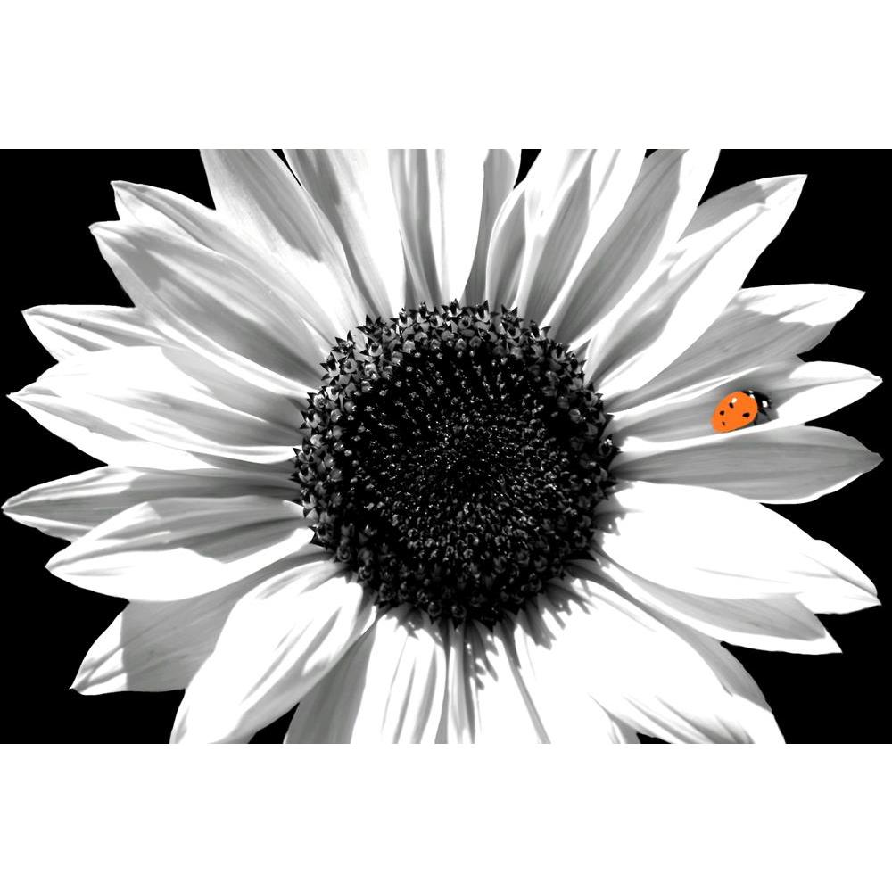 ArtzFolio Black White Photo of Sunflower With Red Ladybug Unframed Premium Canvas Painting-Paintings Unframed Premium-AZ5005887ART_UN_RF_R-0-Image Code 5005887 Vishnu Image Folio Pvt Ltd, IC 5005887, ArtzFolio, Paintings Unframed Premium, Floral, Photography, black, white, photo, of, sunflower, with, red, ladybug, unframed, premium, canvas, painting, large, size, print, wall, for, living, room, without, frame, decorative, poster, art, pitaara, box, drawing, amazonbasics, big, kids, designer, office, recepti
