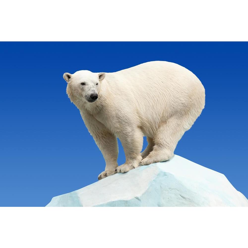 ArtzFolio Polar Bear In Wildness Area Against Blue Sky Canvas Painting-Paintings MDF Framing-AZ5005888ART_UN_RF_R-0-Image Code 5005888 Vishnu Image Folio Pvt Ltd, IC 5005888, ArtzFolio, Paintings MDF Framing, Animals, Photography, polar, bear, in, wildness, area, against, blue, sky, canvas, painting, framed, print, wall, for, living, room, with, frame, poster, pitaara, box, large, size, drawing, art, split, big, office, reception, of, kids, panel, designer, decorative, amazonbasics, reprint, small, bedroom,