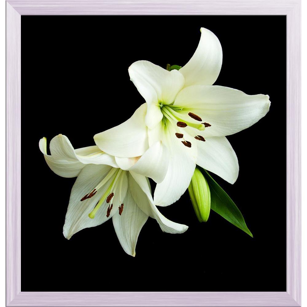 ArtzFolio White Lily On A Black Background Canvas Painting Synthetic Frame-Paintings Synthetic Framing-AZ5005927ART_FR_RF_R-0-Image Code 5005927 Vishnu Image Folio Pvt Ltd, IC 5005927, ArtzFolio, Paintings Synthetic Framing, Floral, Photography, white, lily, on, a, black, background, canvas, painting, synthetic, frame, framed, print, wall, for, living, room, with, poster, pitaara, box, large, size, drawing, art, split, big, office, reception, of, kids, panel, designer, decorative, amazonbasics, reprint, sma
