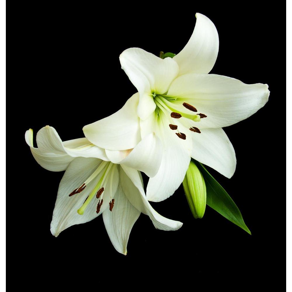 ArtzFolio White Lily On A Black Background Canvas Painting-Paintings MDF Framing-AZ5005927ART_UN_RF_R-0-Image Code 5005927 Vishnu Image Folio Pvt Ltd, IC 5005927, ArtzFolio, Paintings MDF Framing, Floral, Photography, white, lily, on, a, black, background, canvas, painting, framed, print, wall, for, living, room, with, frame, poster, pitaara, box, large, size, drawing, art, split, big, office, reception, of, kids, panel, designer, decorative, amazonbasics, reprint, small, bedroom, scenery, flower, isolated,