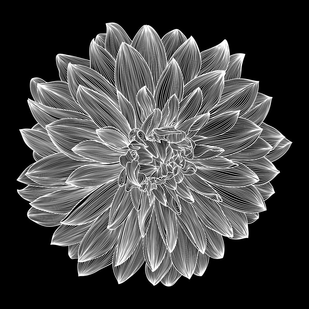 ArtzFolio Black White Photo of Dahlia Flower Unframed Premium Canvas Painting-Paintings Unframed Premium-AZ5005934ART_UN_RF_R-0-Image Code 5005934 Vishnu Image Folio Pvt Ltd, IC 5005934, ArtzFolio, Paintings Unframed Premium, Floral, Digital Art, black, white, photo, of, dahlia, flower, unframed, premium, canvas, painting, large, size, print, wall, for, living, room, without, frame, decorative, poster, art, pitaara, box, drawing, photography, amazonbasics, big, kids, designer, office, reception, reprint, be