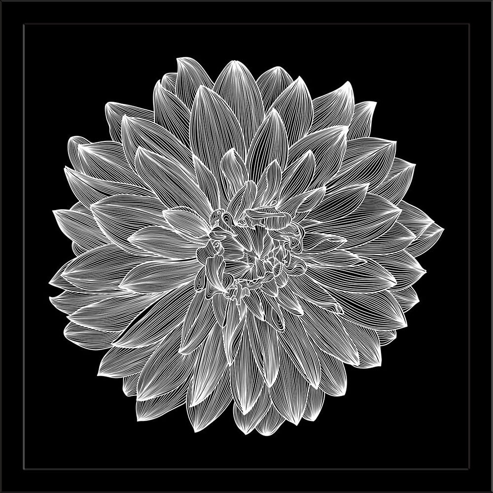 Black & White Photo of Dahlia Flower Painting Poster Frame-Regular Art Framed-REG_FR-IC 5005934 IC 5005934, Black, Black and White, Botanical, Calligraphy, Circle, Decorative, Digital, Digital Art, Drawing, Floral, Flowers, Graphic, Illustrations, Nature, Patterns, Scenic, Signs, Signs and Symbols, Sketches, White, photo, of, dahlia, flower, painting, poster, frame, engraving, and, bloom, blooming, blossom, botany, calligraphic, card, creativity, cutout, deco, decor, decoration, design, drawn, element, fili