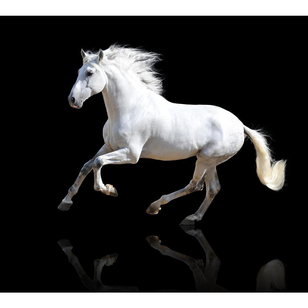 ArtzFolio White Andalusian Horse Isolated On The Black Canvas Painting-Paintings MDF Framing-AZ5005942ART_UN_RF_R-0-Image Code 5005942 Vishnu Image Folio Pvt Ltd, IC 5005942, ArtzFolio, Paintings MDF Framing, Animals, Photography, white, andalusian, horse, isolated, on, the, black, canvas, painting, framed, print, wall, for, living, room, with, frame, poster, pitaara, box, large, size, drawing, art, split, big, office, reception, of, kids, panel, designer, decorative, amazonbasics, reprint, small, bedroom, 