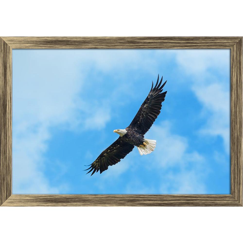 ArtzFolio American Bald Eagle Circling In The Air Canvas Painting-Paintings Wooden Framing-AZ5005952ART_FR_RF_R-0-Image Code 5005952 Vishnu Image Folio Pvt Ltd, IC 5005952, ArtzFolio, Paintings Wooden Framing, Birds, Photography, american, bald, eagle, circling, in, the, air, canvas, painting, framed, print, wall, for, living, room, with, frame, poster, pitaara, box, large, size, drawing, art, split, big, office, reception, of, kids, panel, designer, decorative, amazonbasics, reprint, small, bedroom, on, sc