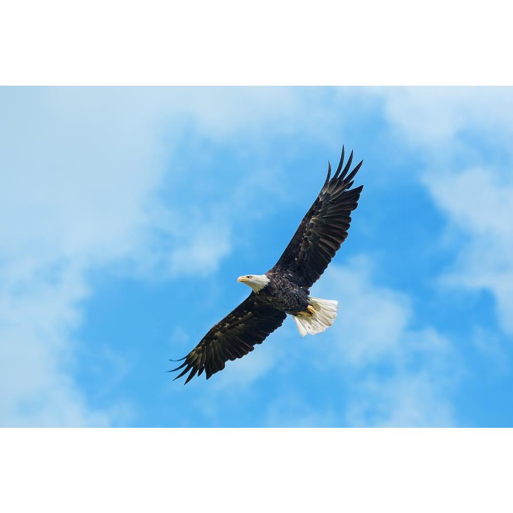 ArtzFolio American Bald Eagle Circling In The Air Canvas Painting-Paintings MDF Framing-AZ5005952ART_UN_RF_R-0-Image Code 5005952 Vishnu Image Folio Pvt Ltd, IC 5005952, ArtzFolio, Paintings MDF Framing, Birds, Photography, american, bald, eagle, circling, in, the, air, canvas, painting, framed, print, wall, for, living, room, with, frame, poster, pitaara, box, large, size, drawing, art, split, big, office, reception, of, kids, panel, designer, decorative, amazonbasics, reprint, small, bedroom, on, scenery,