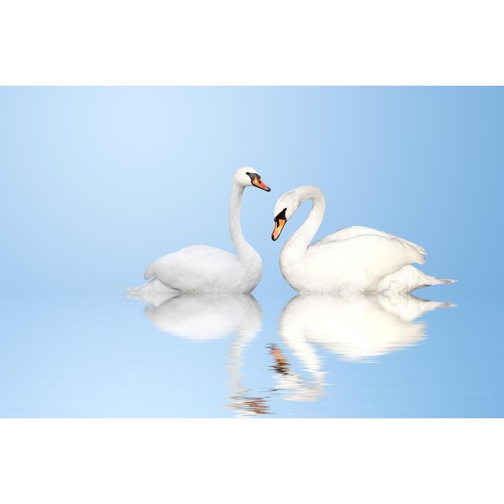 ArtzFolio Two White Swans On Blue Background Peel & Stick Vinyl Wall Sticker-Laminated Wall Stickers-AZ5006023ART_UN_RF_R-0-Image Code 5006023 Vishnu Image Folio Pvt Ltd, IC 5006023, ArtzFolio, Laminated Wall Stickers, Birds, Photography, two, white, swans, on, blue, background, peel, stick, vinyl, wall, sticker, for, bedroom, large, size, decal, drawing, room, living, decorative, big, waterproof, home, office, reception, pitaara, box, designer, prints, kids, pvc, amazonbasics, washable, abstract, self, adh