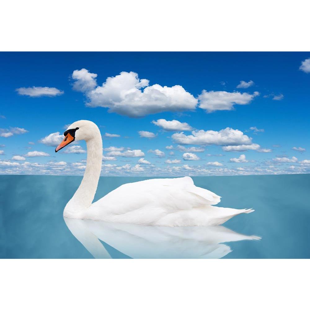 ArtzFolio White Swan Floats in Water Under the Blue Sky Peel & Stick Vinyl Wall Sticker-Laminated Wall Stickers-AZ5006025ART_UN_RF_R-0-Image Code 5006025 Vishnu Image Folio Pvt Ltd, IC 5006025, ArtzFolio, Laminated Wall Stickers, Birds, Photography, white, swan, floats, in, water, under, the, blue, sky, peel, stick, vinyl, wall, sticker, for, bedroom, large, size, decal, drawing, room, living, decorative, big, waterproof, home, office, reception, pitaara, box, designer, prints, kids, pvc, amazonbasics, wash