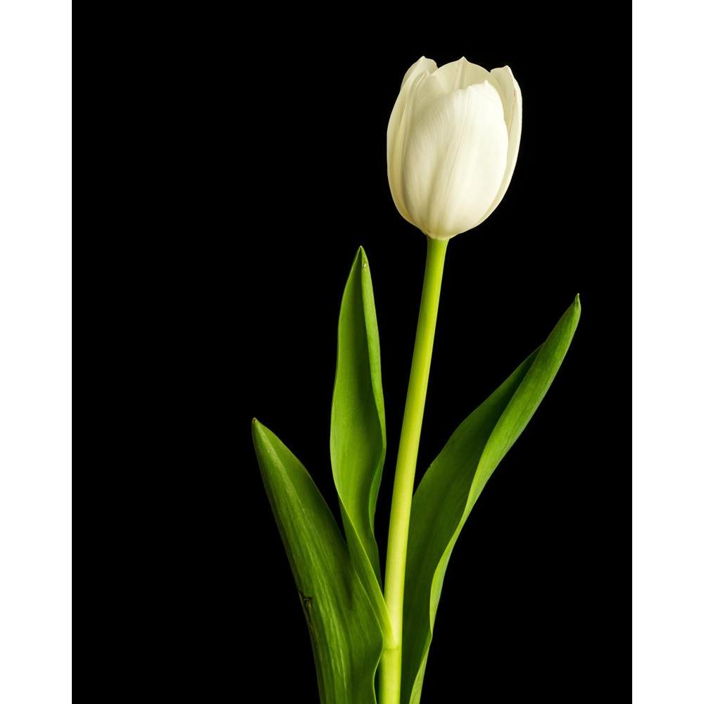 ArtzFolio Fresh Spring White Tulips Over Black Canvas Painting-Paintings MDF Framing-AZ5006030ART_UN_RF_R-0-Image Code 5006030 Vishnu Image Folio Pvt Ltd, IC 5006030, ArtzFolio, Paintings MDF Framing, Floral, Photography, fresh, spring, white, tulips, over, black, canvas, painting, framed, print, wall, for, living, room, with, frame, poster, pitaara, box, large, size, drawing, art, split, big, office, reception, of, kids, panel, designer, decorative, amazonbasics, reprint, small, bedroom, on, scenery, flowe