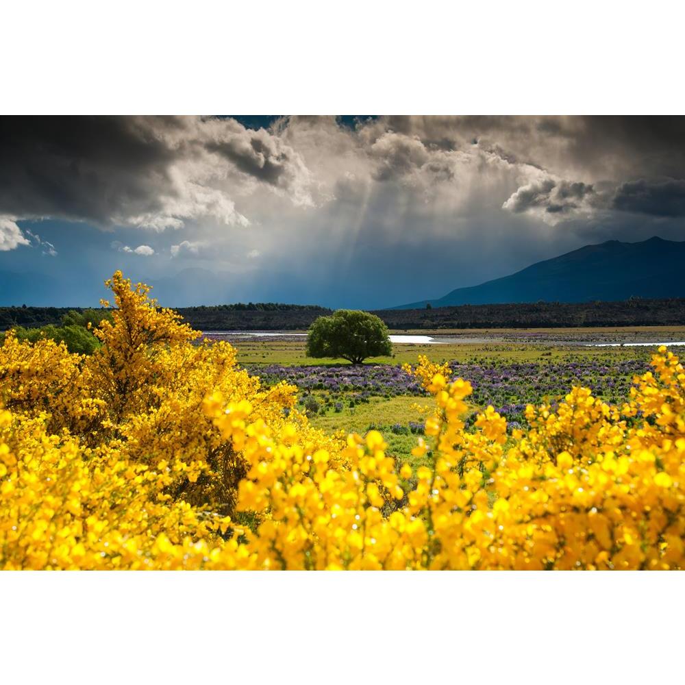 ArtzFolio Landscape of Lonely Tree in New Zealand Canvas Painting-Paintings MDF Framing-AZ5006065ART_UN_RF_R-0-Image Code 5006065 Vishnu Image Folio Pvt Ltd, IC 5006065, ArtzFolio, Paintings MDF Framing, Landscapes, Places, Photography, landscape, of, lonely, tree, in, new, zealand, canvas, painting, framed, print, wall, for, living, room, with, frame, poster, pitaara, box, large, size, drawing, art, split, big, office, reception, kids, panel, designer, decorative, amazonbasics, reprint, small, bedroom, on,