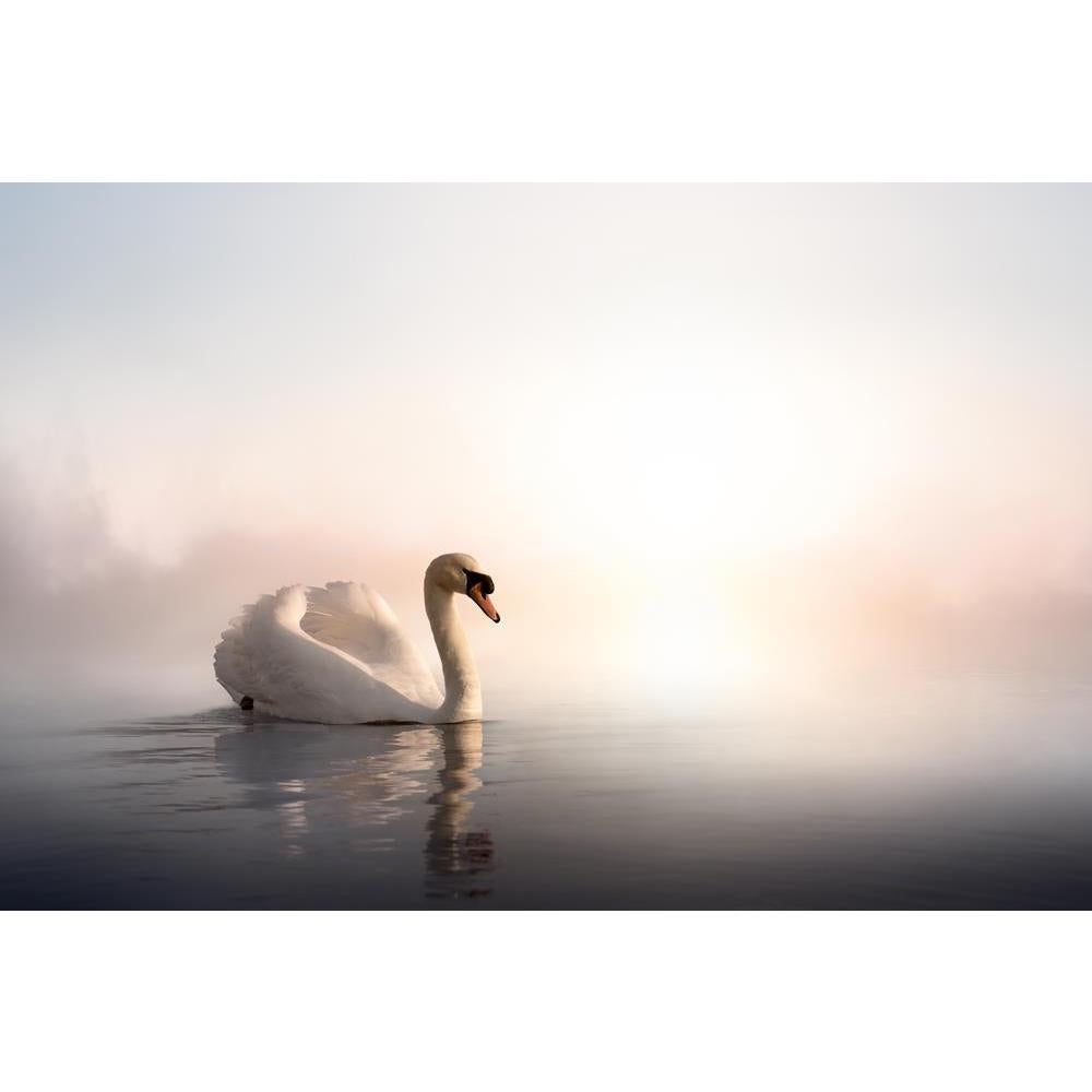 ArtzFolio Swan Floating On The Water At Sunrise Of The Day Canvas Painting-Paintings MDF Framing-AZ5006067ART_UN_RF_R-0-Image Code 5006067 Vishnu Image Folio Pvt Ltd, IC 5006067, ArtzFolio, Paintings MDF Framing, Birds, Photography, swan, floating, on, the, water, at, sunrise, of, day, canvas, painting, framed, print, wall, for, living, room, with, frame, poster, pitaara, box, large, size, drawing, art, split, big, office, reception, kids, panel, designer, decorative, amazonbasics, reprint, small, bedroom, 