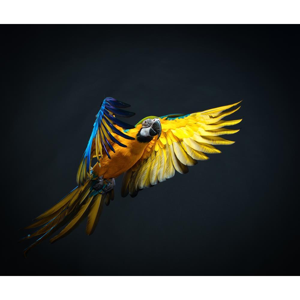 ArtzFolio Colourful Flying Ara Bird Peel & Stick Vinyl Wall Sticker-Laminated Wall Stickers-AZ5006093ART_UN_RF_R-0-Image Code 5006093 Vishnu Image Folio Pvt Ltd, IC 5006093, ArtzFolio, Laminated Wall Stickers, Birds, Photography, colourful, flying, ara, bird, peel, stick, vinyl, wall, sticker, for, bedroom, large, size, decal, drawing, room, living, decorative, big, waterproof, home, office, reception, pitaara, box, designer, prints, kids, pvc, amazonbasics, washable, abstract, self, adhesive, imported, sma