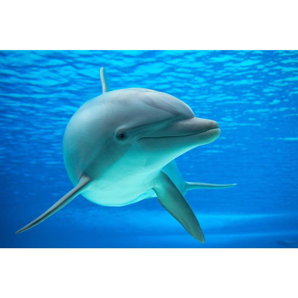 ArtzFolio Dolphin Photographed in an Aquarium Unframed Premium Canvas Painting-Paintings Unframed Premium-AZ5006094ART_UN_RF_R-0-Image Code 5006094 Vishnu Image Folio Pvt Ltd, IC 5006094, ArtzFolio, Paintings Unframed Premium, Animals, Kids, Photography, dolphin, photographed, in, an, aquarium, unframed, premium, canvas, painting, large, size, print, wall, for, living, room, without, frame, decorative, poster, art, pitaara, box, drawing, amazonbasics, big, designer, office, reception, reprint, bedroom, pane