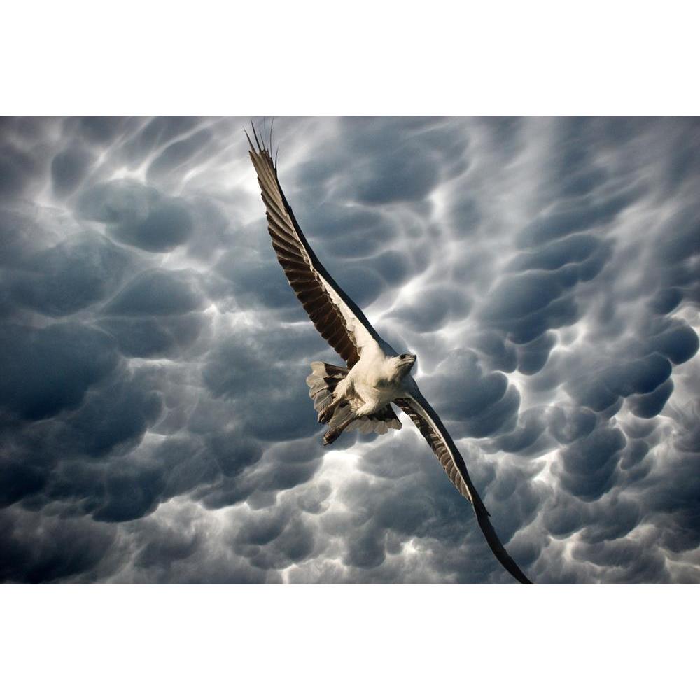 ArtzFolio Eagle in the Stormy Sky Canvas Painting-Paintings MDF Framing-AZ5006096ART_UN_RF_R-0-Image Code 5006096 Vishnu Image Folio Pvt Ltd, IC 5006096, ArtzFolio, Paintings MDF Framing, Birds, Landscapes, Photography, eagle, in, the, stormy, sky, canvas, painting, framed, print, wall, for, living, room, with, frame, poster, pitaara, box, large, size, drawing, art, split, big, office, reception, of, kids, panel, designer, decorative, amazonbasics, reprint, small, bedroom, on, scenery, animal, background, b