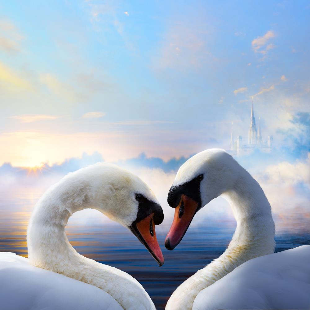 ArtzFolio Pair of Swans in Love Floating on the Water Unframed Premium Canvas Painting-Paintings Unframed Premium-AZ5006127ART_UN_RF_R-0-Image Code 5006127 Vishnu Image Folio Pvt Ltd, IC 5006127, ArtzFolio, Paintings Unframed Premium, Birds, Photography, pair, of, swans, in, love, floating, on, the, water, unframed, premium, canvas, painting, large, size, print, wall, for, living, room, without, frame, decorative, poster, art, pitaara, box, drawing, amazonbasics, big, kids, designer, office, reception, repr