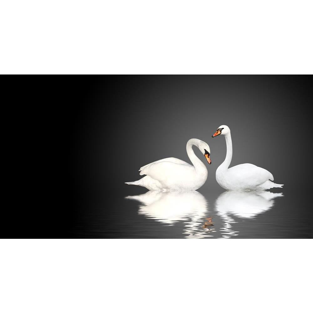 ArtzFolio Two White Swans D4 Canvas Painting-Paintings MDF Framing-AZ5006160ART_UN_RF_R-0-Image Code 5006160 Vishnu Image Folio Pvt Ltd, IC 5006160, ArtzFolio, Paintings MDF Framing, Birds, Photography, two, white, swans, d4, canvas, painting, swan, bird, pair, animal, lake, love, nature, black, dark, darkness, pond, togetherness, affectionate, beauty, scene, water, tranquil, friendship, symbol, swimming, stream, waterfowl, twosome, loving, ripple, eternity, romance, couple, elegance, mute, cygnus, olor, fr