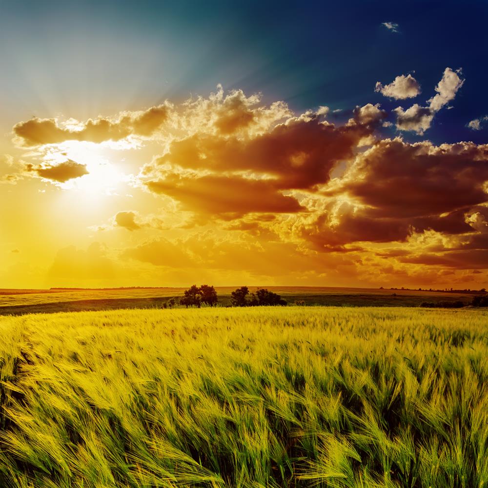 ArtzFolio Orange Sunset Over Green Field Peel & Stick Vinyl Wall Sticker-Laminated Wall Stickers-AZ5006164ART_UN_RF_R-0-Image Code 5006164 Vishnu Image Folio Pvt Ltd, IC 5006164, ArtzFolio, Laminated Wall Stickers, Landscapes, Photography, orange, sunset, over, green, field, peel, stick, vinyl, wall, sticker, for, bedroom, large, size, decal, drawing, room, living, decorative, big, waterproof, home, office, reception, pitaara, box, designer, prints, kids, pvc, amazonbasics, washable, abstract, self, adhesiv