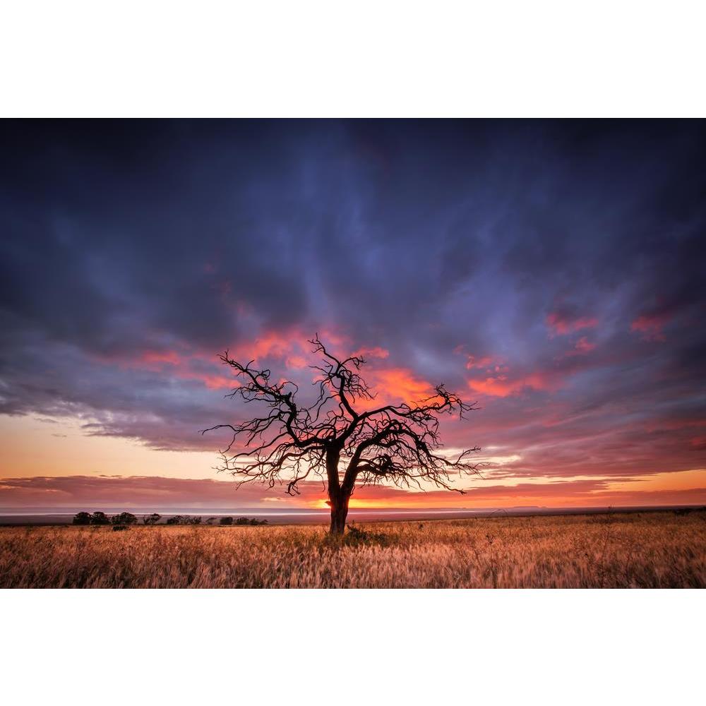 ArtzFolio Tree in the Flinders Ranges of South Australia Unframed Premium Canvas Painting-Paintings Unframed Premium-AZ5006172ART_UN_RF_R-0-Image Code 5006172 Vishnu Image Folio Pvt Ltd, IC 5006172, ArtzFolio, Paintings Unframed Premium, Landscapes, Places, Photography, tree, in, the, flinders, ranges, of, south, australia, unframed, premium, canvas, painting, large, size, print, wall, for, living, room, without, frame, decorative, poster, art, pitaara, box, drawing, amazonbasics, big, kids, designer, offic