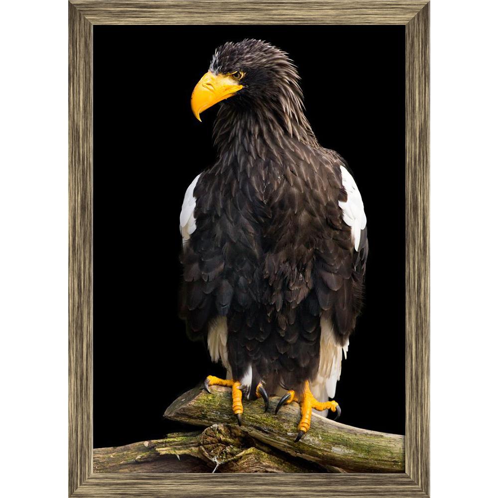 ArtzFolio Steller Sea Eagle Haliaeetus Pelagicus Canvas Painting-Paintings Wooden Framing-AZ5006186ART_FR_RF_R-0-Image Code 5006186 Vishnu Image Folio Pvt Ltd, IC 5006186, ArtzFolio, Paintings Wooden Framing, Birds, Photography, steller, sea, eagle, haliaeetus, pelagicus, canvas, painting, framed, print, wall, for, living, room, with, frame, poster, pitaara, box, large, size, drawing, art, split, big, office, reception, of, kids, panel, designer, decorative, amazonbasics, reprint, small, bedroom, on, scener