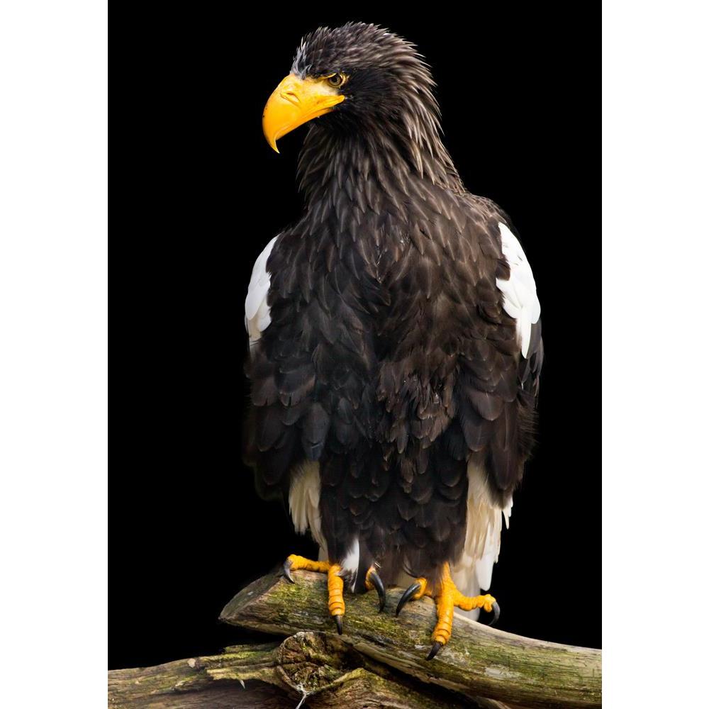 ArtzFolio Steller Sea Eagle Haliaeetus Pelagicus Peel & Stick Vinyl Wall Sticker-Laminated Wall Stickers-AZ5006186ART_UN_RF_R-0-Image Code 5006186 Vishnu Image Folio Pvt Ltd, IC 5006186, ArtzFolio, Laminated Wall Stickers, Birds, Photography, steller, sea, eagle, haliaeetus, pelagicus, peel, stick, vinyl, wall, sticker, for, bedroom, large, size, decal, drawing, room, living, decorative, big, waterproof, home, office, reception, pitaara, box, designer, prints, kids, pvc, amazonbasics, washable, abstract, se