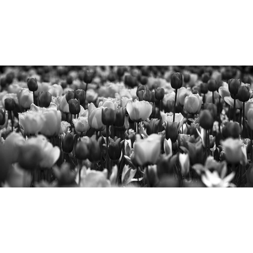 ArtzFolio Beautiful Black White Picture Of Tulips Canvas Painting-Paintings MDF Framing-AZ5006208ART_UN_RF_R-0-Image Code 5006208 Vishnu Image Folio Pvt Ltd, IC 5006208, ArtzFolio, Paintings MDF Framing, Floral, Photography, beautiful, black, white, picture, of, tulips, canvas, painting, framed, print, wall, for, living, room, with, frame, poster, pitaara, box, large, size, drawing, art, split, big, office, reception, kids, panel, designer, decorative, amazonbasics, reprint, small, bedroom, on, scenery, tul