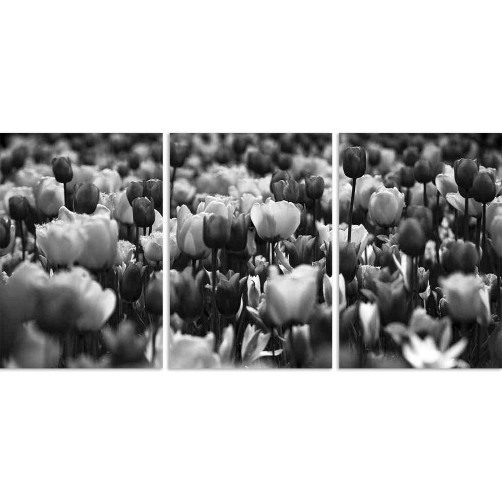 ArtzFolio Beautiful Black White Picture Of Tulips Split Art Painting Panel on Sunboard-Split Art Panels-AZ5006208SPL_FR_RF_R-0-Image Code 5006208 Vishnu Image Folio Pvt Ltd, IC 5006208, ArtzFolio, Split Art Panels, Floral, Photography, beautiful, black, white, picture, of, tulips, split, art, painting, panel, on, sunboard, framed, canvas, print, wall, for, living, room, with, frame, poster, pitaara, box, large, size, drawing, big, office, reception, kids, designer, decorative, amazonbasics, reprint, small, 