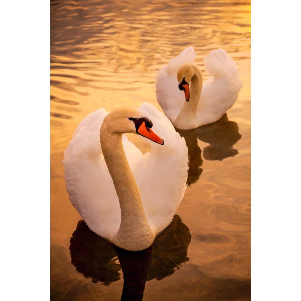 ArtzFolio Pair of Swans at Sunset Canvas Painting-Paintings MDF Framing-AZ5006217ART_UN_RF_R-0-Image Code 5006217 Vishnu Image Folio Pvt Ltd, IC 5006217, ArtzFolio, Paintings MDF Framing, Birds, Photography, pair, of, swans, at, sunset, canvas, painting, framed, print, wall, for, living, room, with, frame, poster, pitaara, box, large, size, drawing, art, split, big, office, reception, kids, panel, designer, decorative, amazonbasics, reprint, small, bedroom, on, scenery, animal, beak, bill, bird, close, cygn