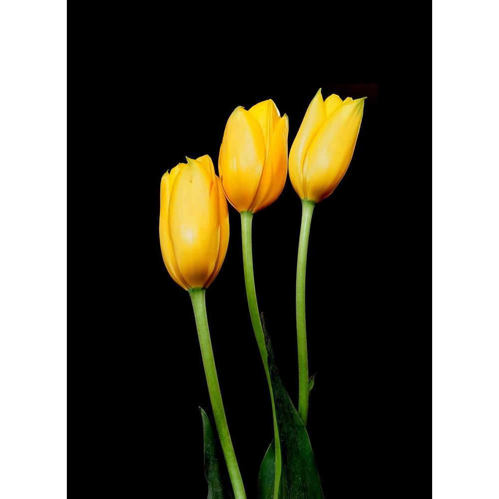 ArtzFolio Yellow Tulips Peel & Stick Vinyl Wall Sticker-Laminated Wall Stickers-AZ5006326ART_UN_RF_R-0-Image Code 5006326 Vishnu Image Folio Pvt Ltd, IC 5006326, ArtzFolio, Laminated Wall Stickers, Floral, Photography, yellow, tulips, peel, stick, vinyl, wall, sticker, for, bedroom, large, size, decal, drawing, room, living, decorative, big, waterproof, home, office, reception, pitaara, box, designer, prints, kids, pvc, amazonbasics, washable, abstract, self, adhesive, imported, small, decals, kitchen, cove